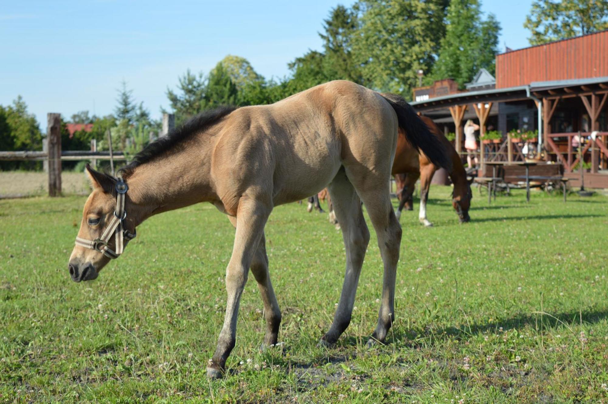Bubla City Ranch Kopřivnice Eksteriør billede